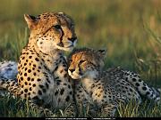 National Geographic Wallpapers 031_jpg